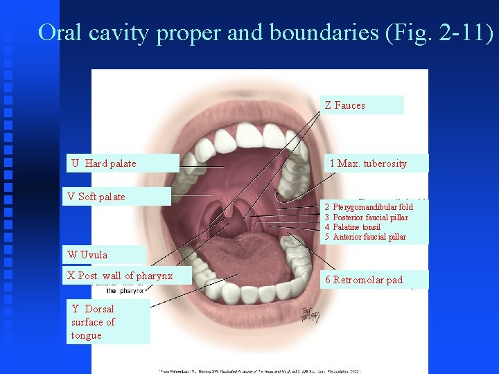 Oral cavity proper and boundaries (Fig. 2 -11) Z Fauces U Hard palate V