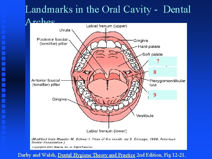 Landmarks in the Oral Cavity - Dental Arches 77 8 9 Darby and Walsh,