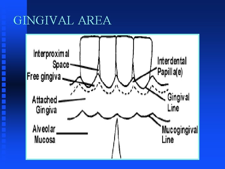 GINGIVAL AREA GINGIVAL AREA