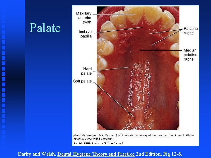 Palate Darby and Walsh, Dental Hygiene Theory and Practice 2 nd Edition, Fig 12 Palate Darby and Walsh, Dental Hygiene Theory and Practice 2 nd Edition, Fig 12