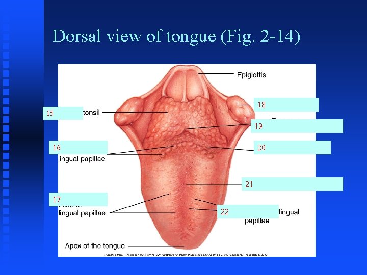 Dorsal view of tongue (Fig. 2 -14) 18 15 19 16 20 21 17