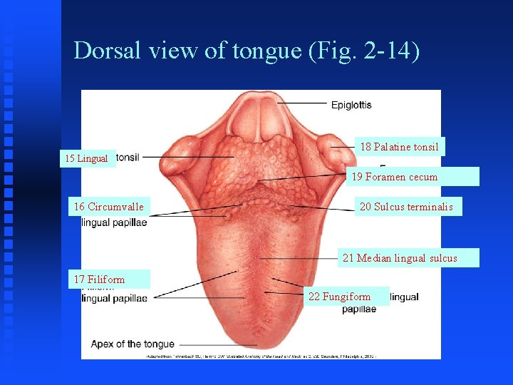 Dorsal view of tongue (Fig. 2 -14) 18 Palatine tonsil 15 Lingual 19 Foramen Dorsal view of tongue (Fig. 2 -14) 18 Palatine tonsil 15 Lingual 19 Foramen