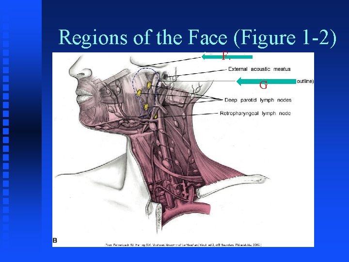 Regions of the Face (Figure 1 -2) A F. G 