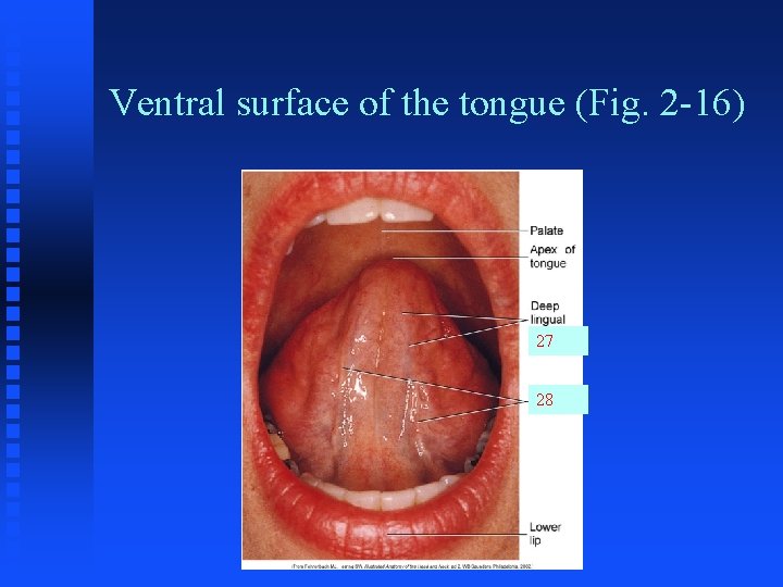 Ventral surface of the tongue (Fig. 2 -16) 27 28 Ventral surface of the tongue (Fig. 2 -16) 27 28
