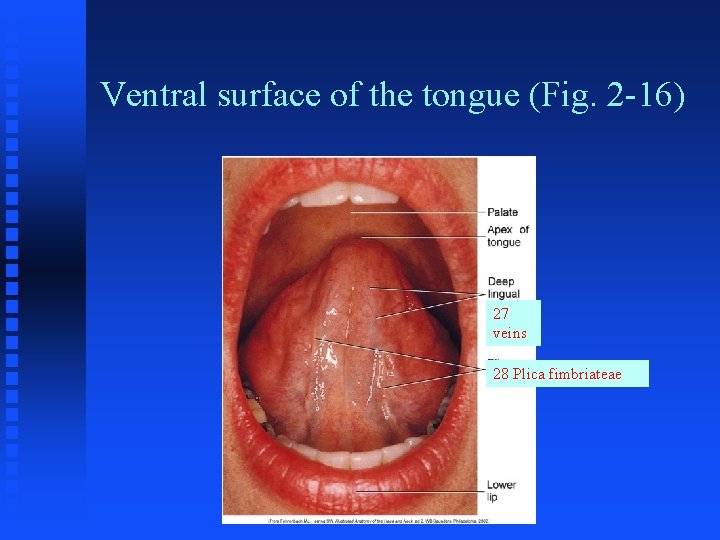 Ventral surface of the tongue (Fig. 2 -16) 27 veins 28 Plica fimbriateae Ventral surface of the tongue (Fig. 2 -16) 27 veins 28 Plica fimbriateae