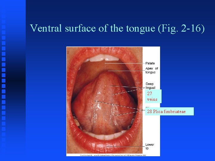 Ventral surface of the tongue (Fig. 2 -16) 27 veins 28 Plica fimbriateae 