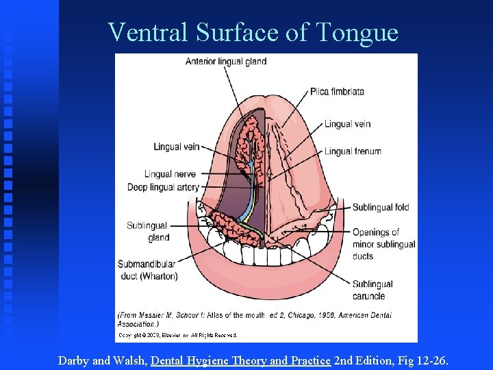 Ventral Surface of Tongue Darby and Walsh, Dental Hygiene Theory and Practice 2 nd