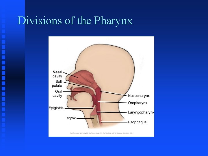 Divisions of the Pharynx Divisions of the Pharynx