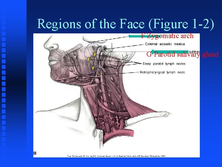 Regions of the Face (Figure 1 -2) A F Zygomatic arch G Parotid salivary