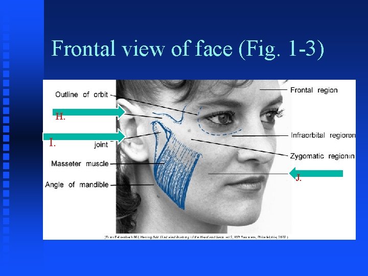 Frontal view of face (Fig. 1 -3) H. I. J. Frontal view of face (Fig. 1 -3) H. I. J.
