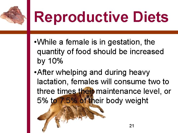 Reproductive Diets • While a female is in gestation, the quantity of food should