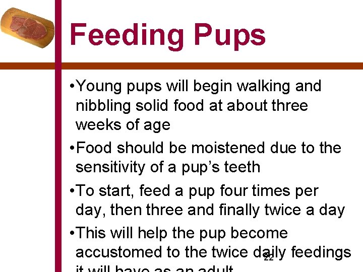 Feeding Pups • Young pups will begin walking and nibbling solid food at about