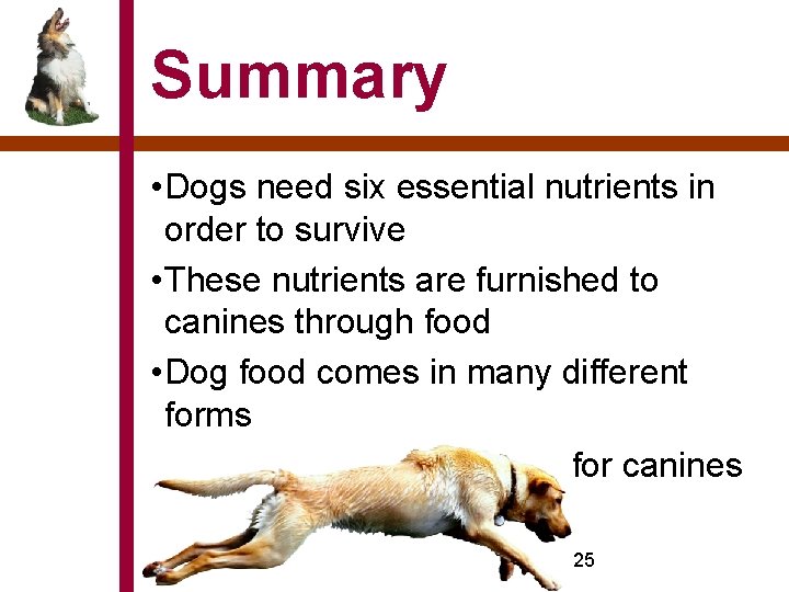 Summary • Dogs need six essential nutrients in order to survive • These nutrients