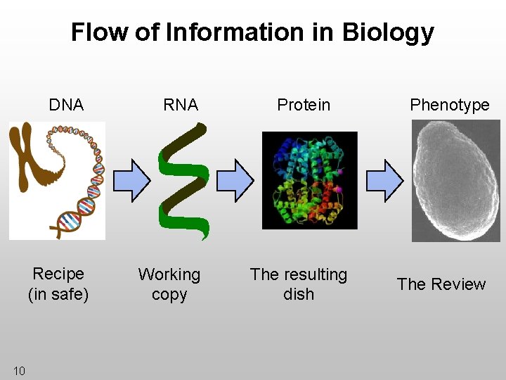 Flow of Information in Biology 10 DNA Recipe (in safe) Working copy Protein The