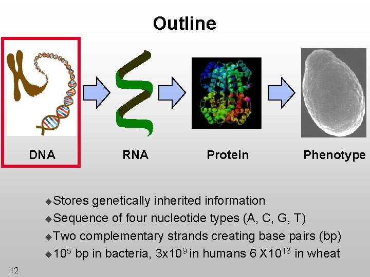 Outline DNA u. Stores RNA Protein Phenotype genetically inherited information u. Sequence of four