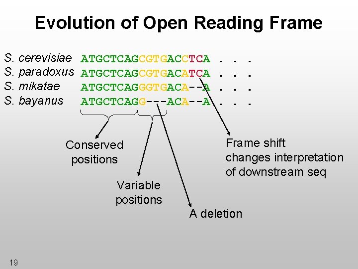 Evolution of Open Reading Frame S. cerevisiae S. paradoxus S. mikatae S. bayanus ATGCTCAGCGTGACCTCA