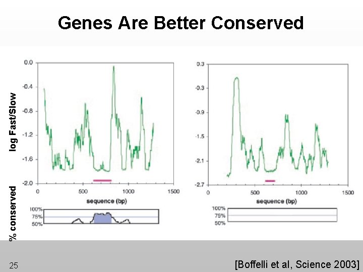 % conserved log Fast/Slow Genes Are Better Conserved 25 [Boffelli et al, Science 2003]