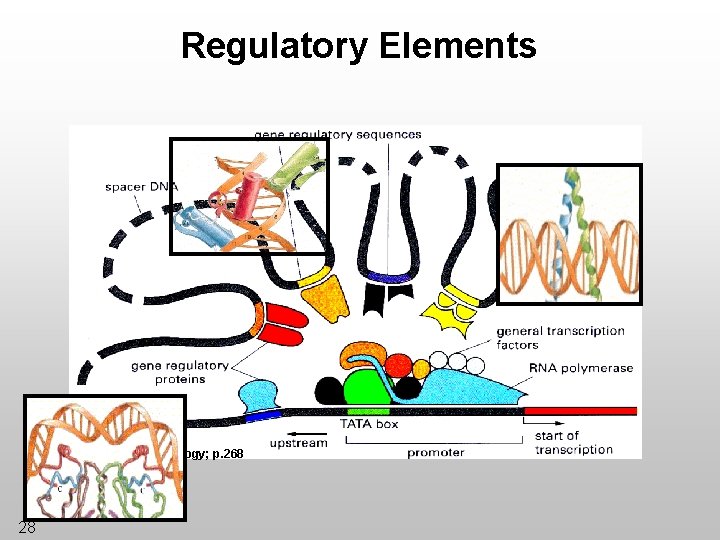 Regulatory Elements *Essential Cell Biology; p. 268 28 