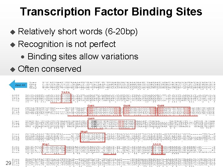 Transcription Factor Binding Sites u u u 29 Relatively short words (6 -20 bp)