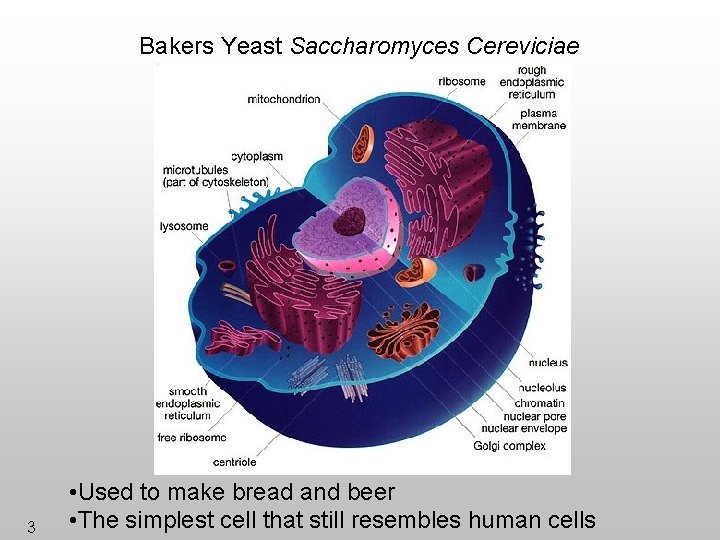 Bakers Yeast Saccharomyces Cereviciae 3 • Used to make bread and beer • The