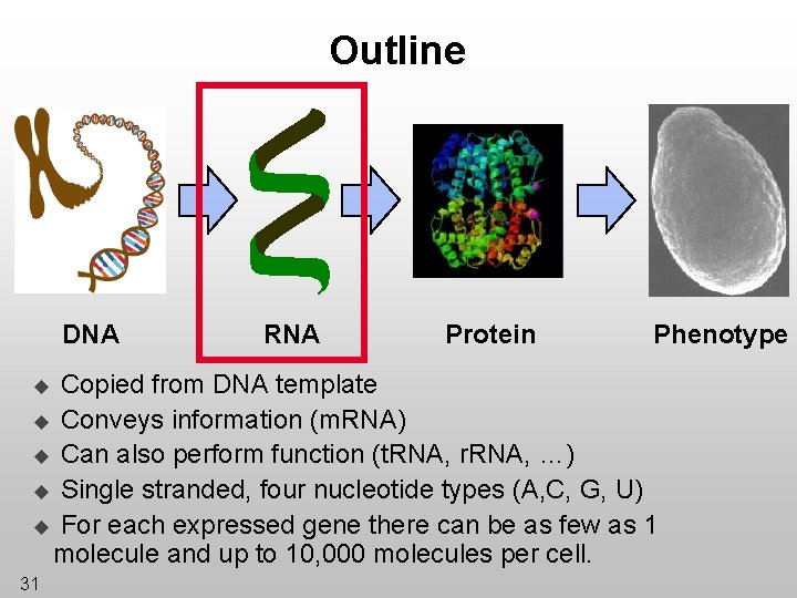 Outline DNA RNA Protein Phenotype Copied from DNA template u Conveys information (m. RNA)