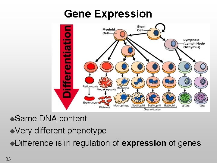 Gene Expression u. Same DNA content u. Very different phenotype u. Difference is in