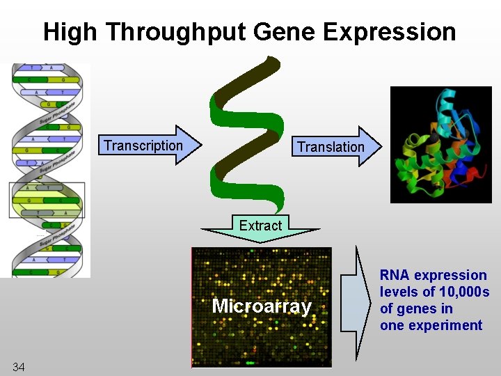 High Throughput Gene Expression Transcription Translation Extract Microarray 34 RNA expression levels of 10,
