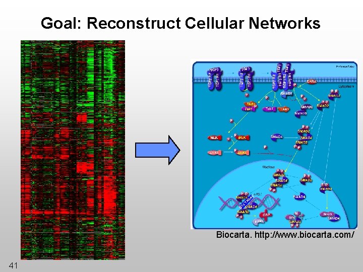 Goal: Reconstruct Cellular Networks Biocarta. http: //www. biocarta. com/ 41 