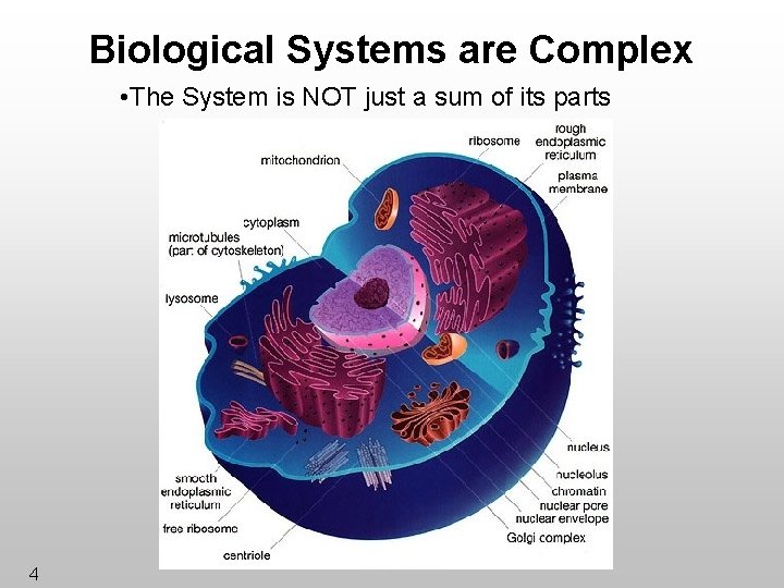Biological Systems are Complex • The System is NOT just a sum of its