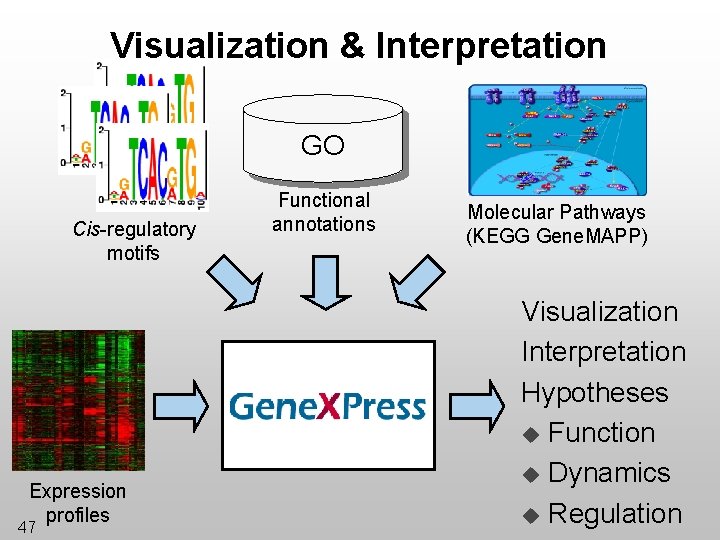 Visualization & Interpretation GO Cis-regulatory motifs Expression profiles 47 Functional annotations Molecular Pathways (KEGG