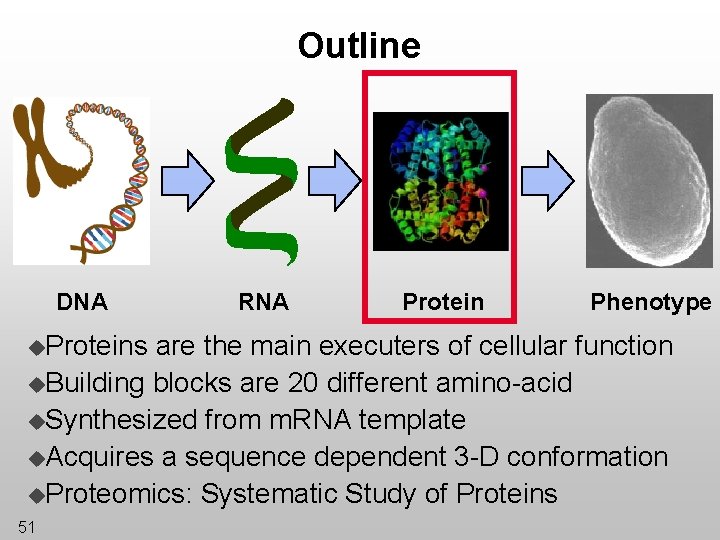 Outline DNA u. Proteins RNA Protein Phenotype are the main executers of cellular function