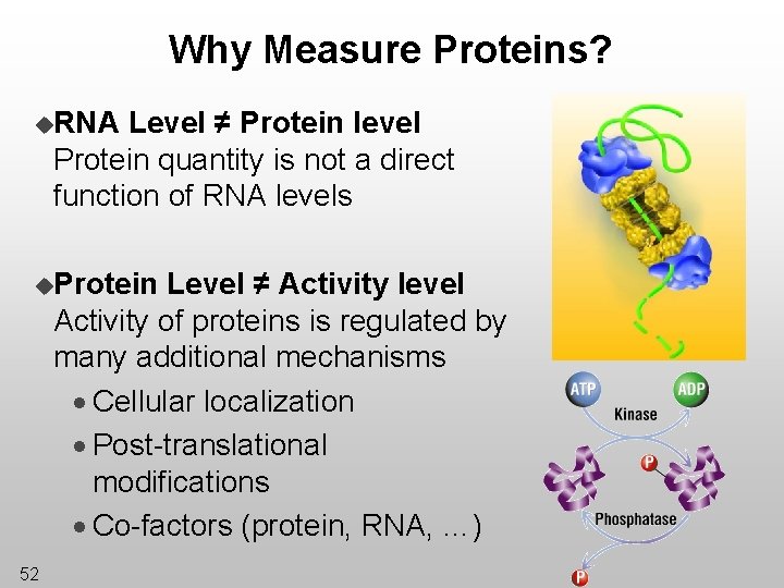 Why Measure Proteins? u. RNA Level ≠ Protein level Protein quantity is not a