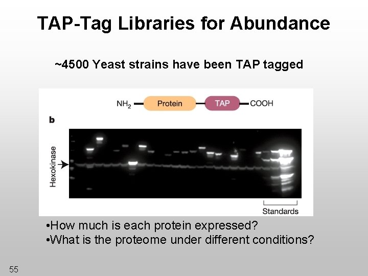 TAP-Tag Libraries for Abundance ~4500 Yeast strains have been TAP tagged • How much