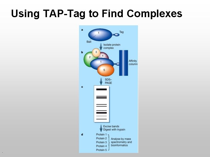 Using TAP-Tag to Find Complexes . 