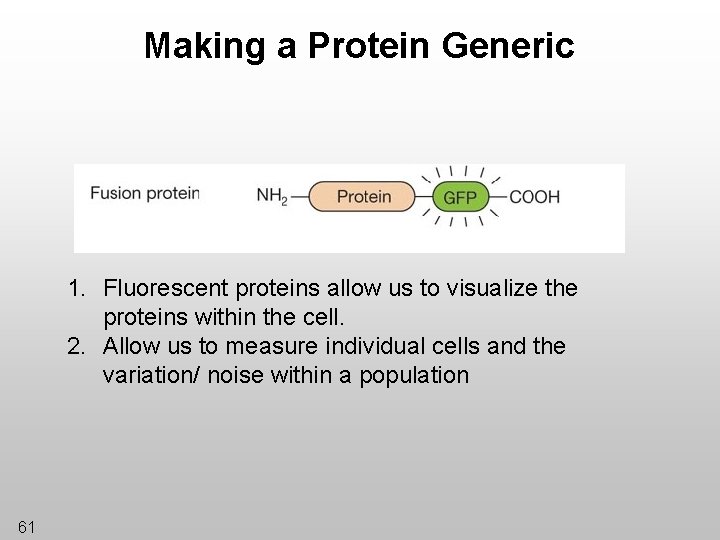 Making a Protein Generic 1. Fluorescent proteins allow us to visualize the proteins within