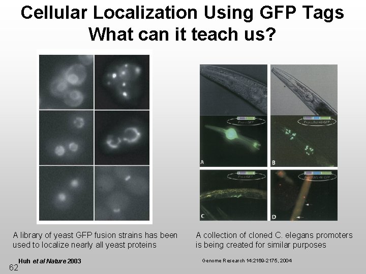 Cellular Localization Using GFP Tags What can it teach us? A library of yeast