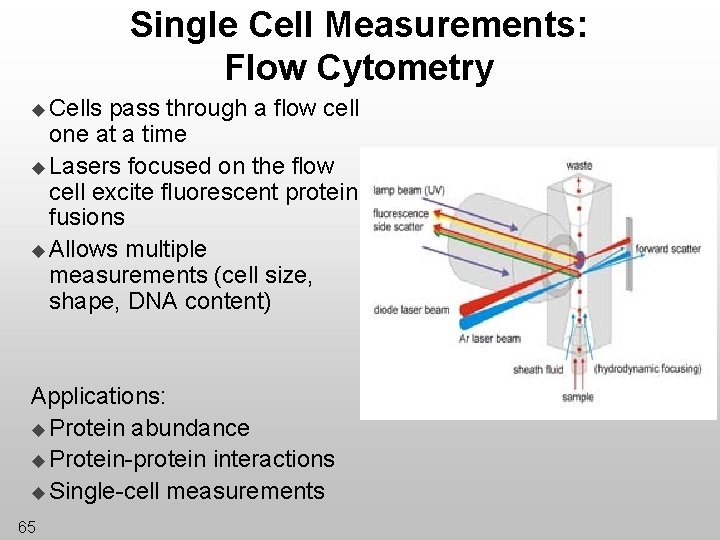 Single Cell Measurements: Flow Cytometry u Cells pass through a flow cell one at