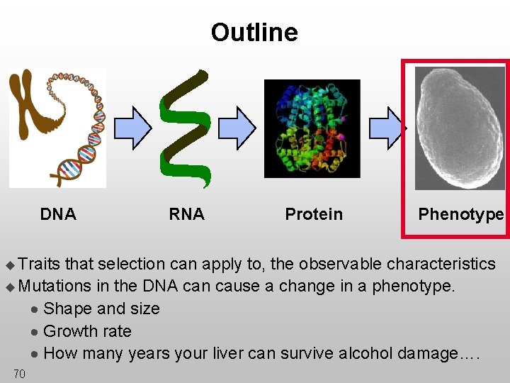 Outline DNA u Traits RNA Protein Phenotype that selection can apply to, the observable