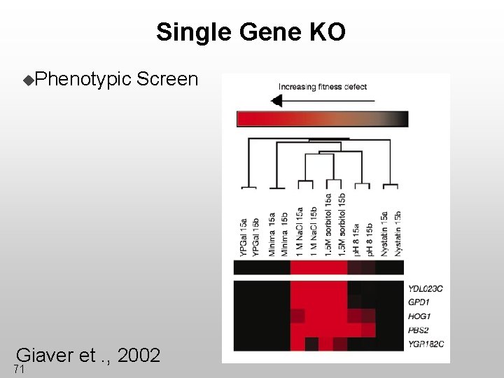 Single Gene KO u. Phenotypic Screen Giaver et. , 2002 71 