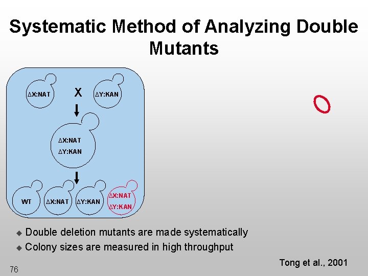Systematic Method of Analyzing Double Mutants X ∆X: NAT ∆Y: KAN WT ∆X: NAT