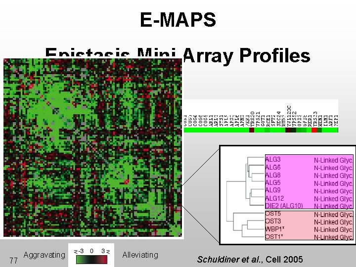 E-MAPS Epistasis Mini Array Profiles 77 Aggravating Alleviating Schuldiner et al. , Cell 2005