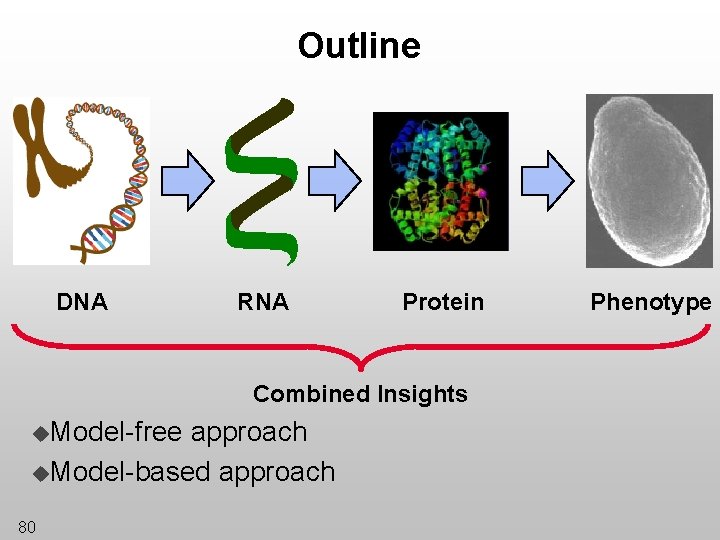 Outline DNA RNA Protein Combined Insights u. Model-free approach u. Model-based approach 80 Phenotype