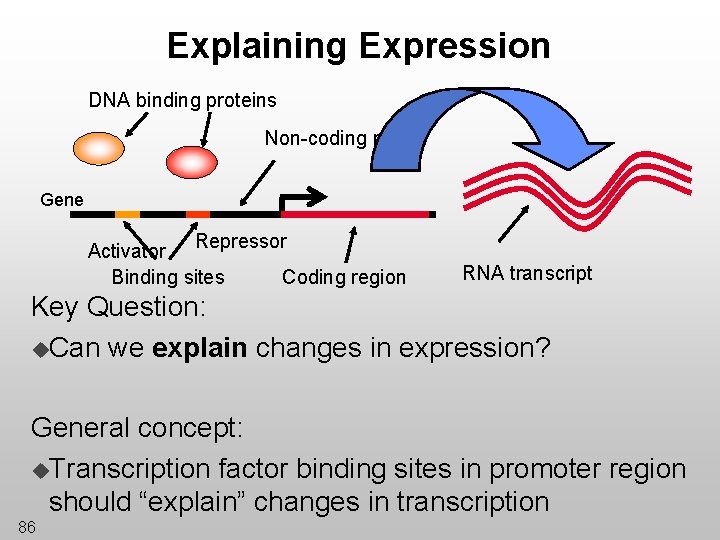 Explaining Expression DNA binding proteins Non-coding region Gene Activator Repressor Coding region Binding sites