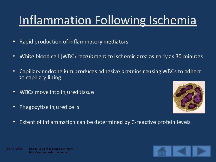 Inflammation Following Ischemia • Rapid production of inflammatory mediators • White blood cell (WBC)