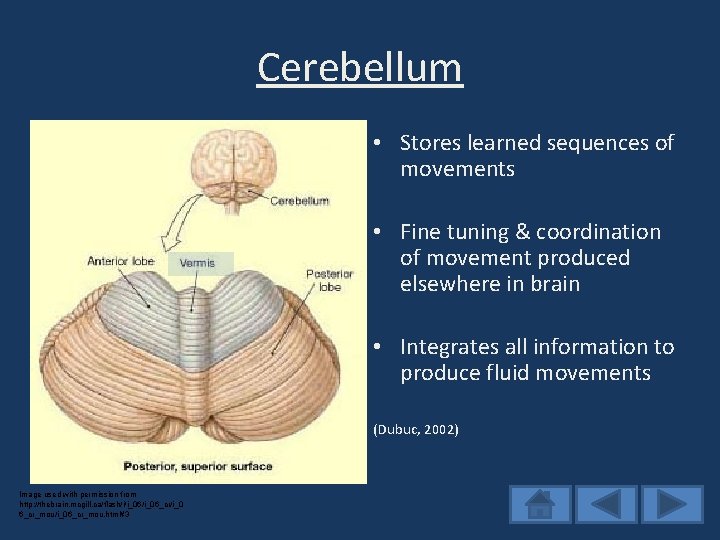 Cerebellum • Stores learned sequences of movements • Fine tuning & coordination of movement