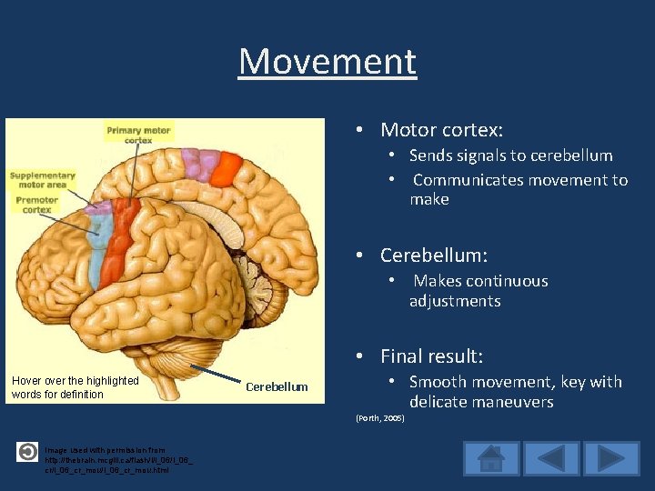 Movement • Motor cortex: • Sends signals to cerebellum • Communicates movement to make