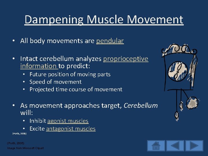 Dampening Muscle Movement • All body movements are pendular • Intact cerebellum analyzes proprioceptive