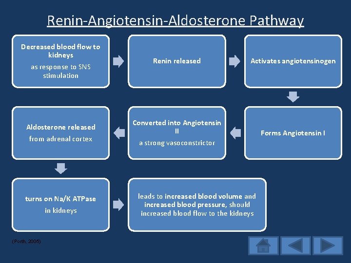 Renin-Angiotensin-Aldosterone Pathway Decreased blood flow to kidneys as response to SNS stimulation Aldosterone released