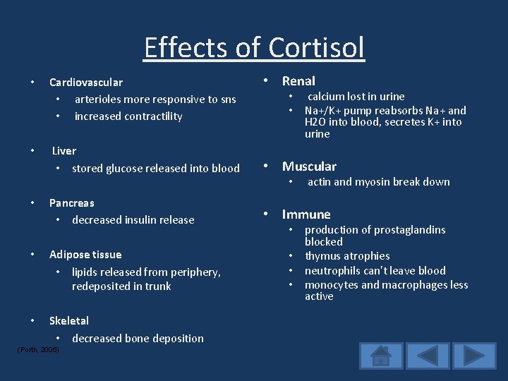 Effects of Cortisol • • • Cardiovascular • arterioles more responsive to sns •
