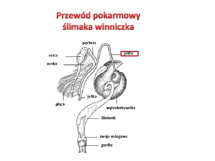 Przewód pokarmowy ślimaka winniczka pęcherz jelito serce nerka jelito płuca wątrobotrzustka ślinianki zwoje mózgowe